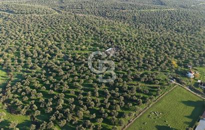AYVALIK GAZİKEMALPAŞA MAHALLESİ KUYULU 500 AĞAÇLI ZEYTİNLİK