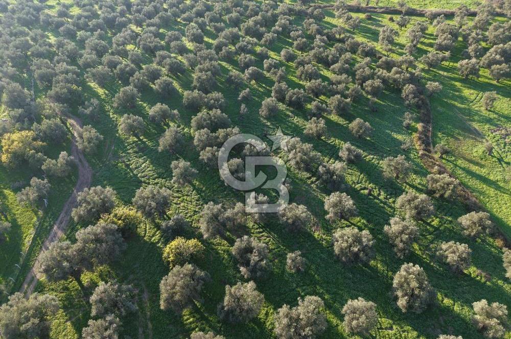 AYVALIK GAZİKEMALPAŞA MAHALLESİ KUYULU 500 AĞAÇLI ZEYTİNLİK