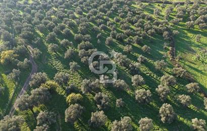 AYVALIK GAZİKEMALPAŞA MAHALLESİ KUYULU 500 AĞAÇLI ZEYTİNLİK