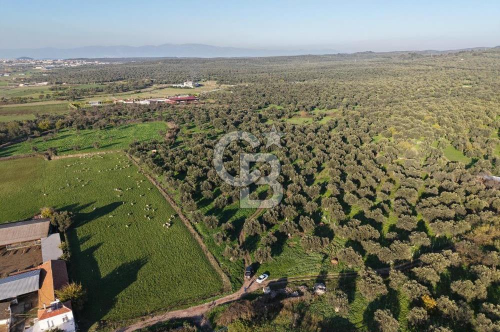 AYVALIK GAZİKEMALPAŞA MAHALLESİ KUYULU 500 AĞAÇLI ZEYTİNLİK