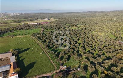 AYVALIK GAZİKEMALPAŞA MAHALLESİ KUYULU 500 AĞAÇLI ZEYTİNLİK
