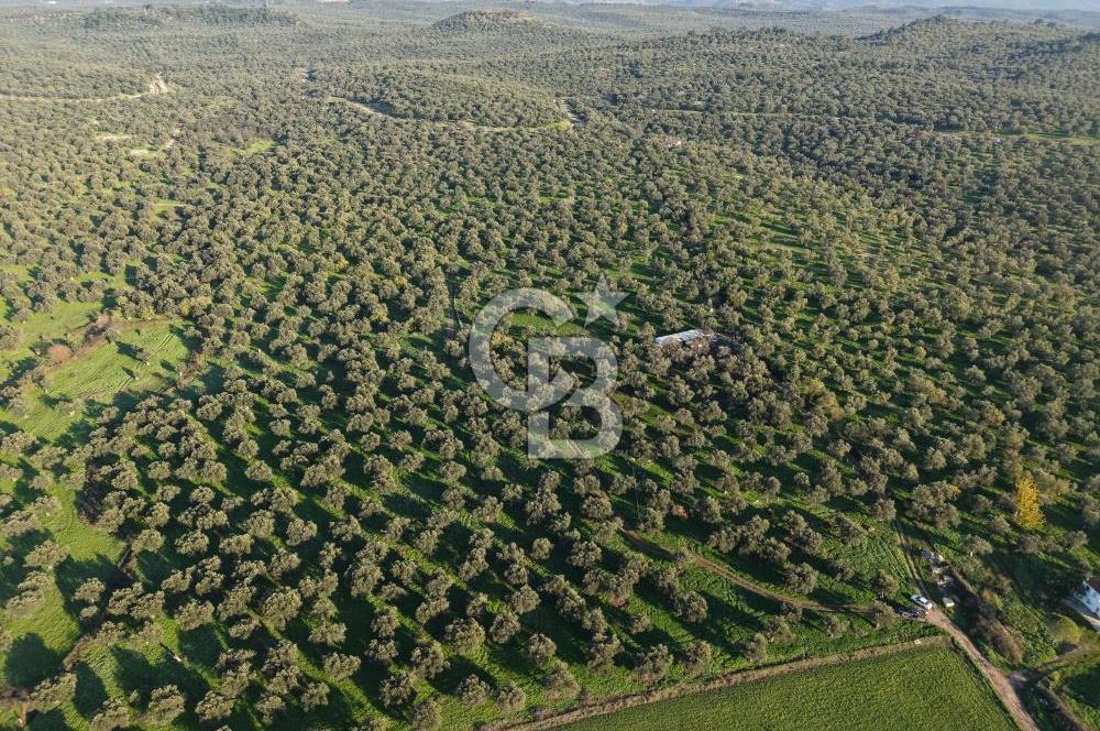AYVALIK GAZİKEMALPAŞA MAHALLESİ KUYULU 500 AĞAÇLI ZEYTİNLİK