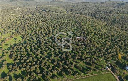 AYVALIK GAZİKEMALPAŞA MAHALLESİ KUYULU 500 AĞAÇLI ZEYTİNLİK