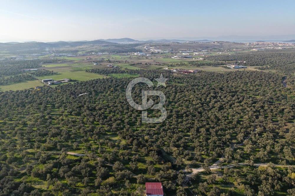 AYVALIK GAZİKEMALPAŞA MAHALLESİ KUYULU 500 AĞAÇLI ZEYTİNLİK