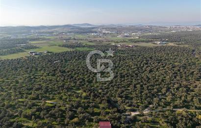 AYVALIK GAZİKEMALPAŞA MAHALLESİ KUYULU 500 AĞAÇLI ZEYTİNLİK