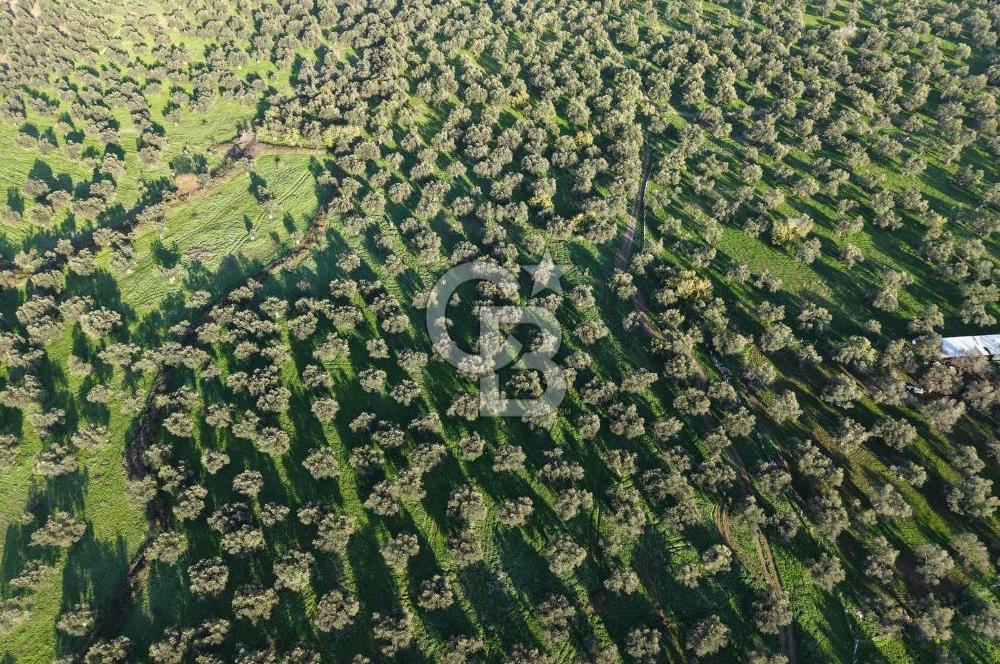 AYVALIK GAZİKEMALPAŞA MAHALLESİ KUYULU 500 AĞAÇLI ZEYTİNLİK