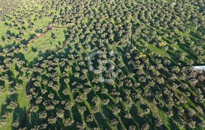 AYVALIK GAZİKEMALPAŞA MAHALLESİ KUYULU 500 AĞAÇLI ZEYTİNLİK