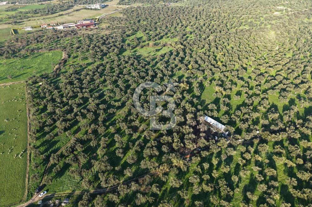 AYVALIK GAZİKEMALPAŞA MAHALLESİ KUYULU 500 AĞAÇLI ZEYTİNLİK