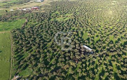 AYVALIK GAZİKEMALPAŞA MAHALLESİ KUYULU 500 AĞAÇLI ZEYTİNLİK