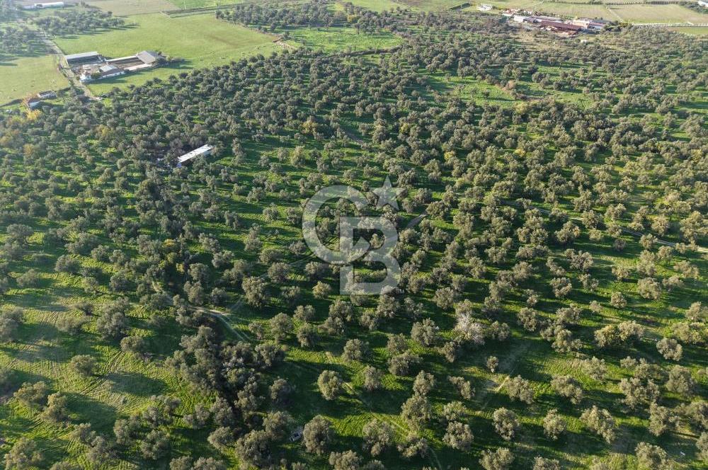 AYVALIK GAZİKEMALPAŞA MAHALLESİ KUYULU 500 AĞAÇLI ZEYTİNLİK