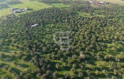 AYVALIK GAZİKEMALPAŞA MAHALLESİ KUYULU 500 AĞAÇLI ZEYTİNLİK