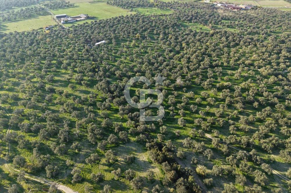 AYVALIK GAZİKEMALPAŞA MAHALLESİ KUYULU 500 AĞAÇLI ZEYTİNLİK