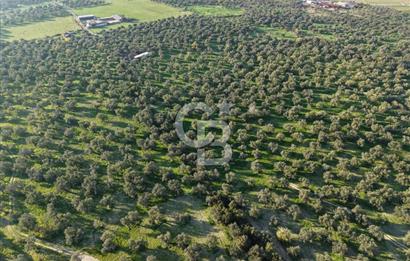 AYVALIK GAZİKEMALPAŞA MAHALLESİ KUYULU 500 AĞAÇLI ZEYTİNLİK