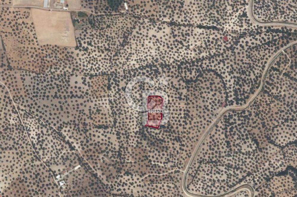 AYVALIK GAZİKEMALPAŞA 4 DÖNÜM BAKIMLI ZEYTİNLİK