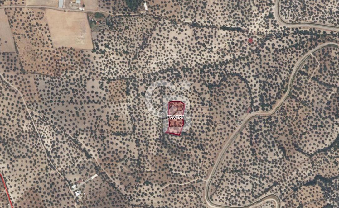 AYVALIK GAZİKEMALPAŞA 4 DÖNÜM BAKIMLI ZEYTİNLİK