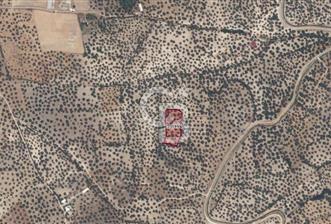 AYVALIK GAZİKEMALPAŞA 4 DÖNÜM BAKIMLI ZEYTİNLİK - 1 - 318087