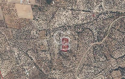 AYVALIK GAZİKEMALPAŞA 4 DÖNÜM BAKIMLI ZEYTİNLİK