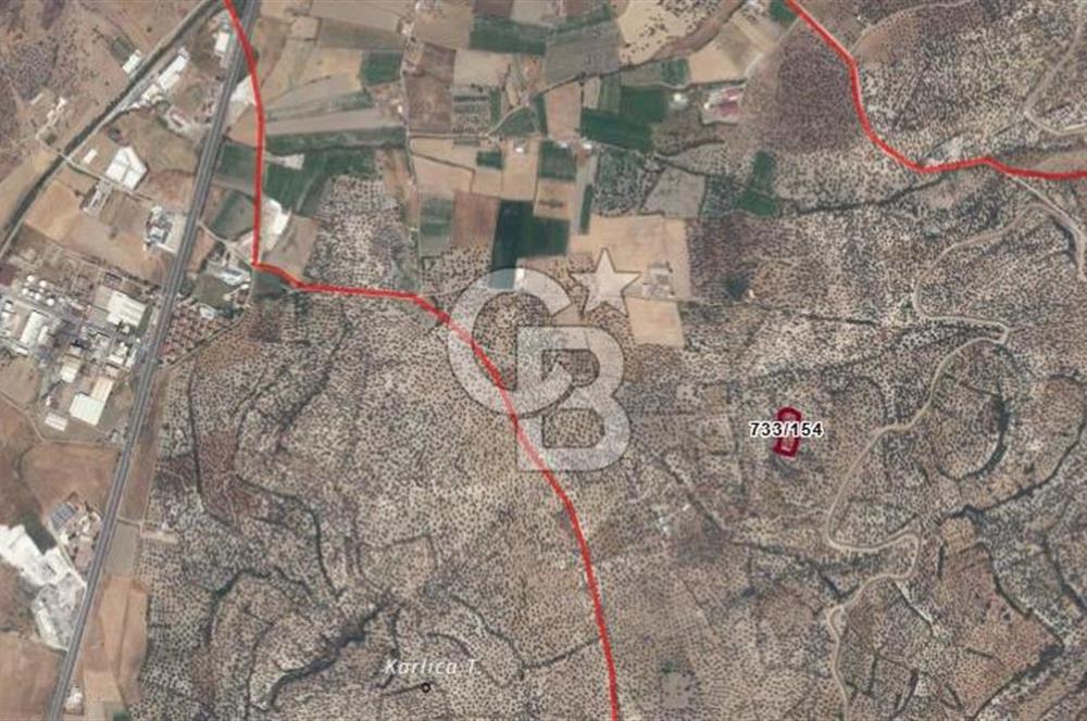 AYVALIK GAZİKEMALPAŞA 4 DÖNÜM BAKIMLI ZEYTİNLİK