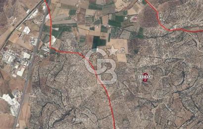 AYVALIK GAZİKEMALPAŞA 4 DÖNÜM BAKIMLI ZEYTİNLİK