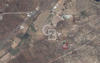 AYVALIK FETHİYE MAHALLESİ ANAYOLA YAKIN 56 AĞAÇLI ZEYTİNLİK