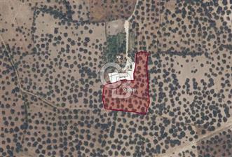 AYVALIK FETHİYE MAHALLESİ ANAYOLA YAKIN 56 AĞAÇLI ZEYTİNLİK - 1 - 318084