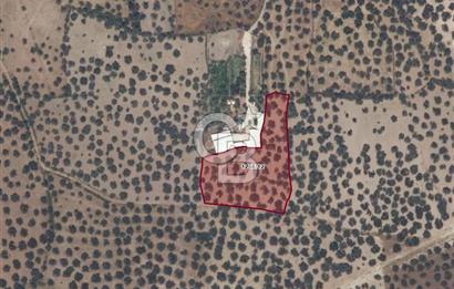 AYVALIK FETHİYE MAHALLESİ ANAYOLA YAKIN 56 AĞAÇLI ZEYTİNLİK