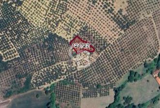 CB FOCUS'TAN MUDANYA / HALİLBEY 'DE SATILIK MÜSTAKİL ZEYTİNLİK - 2 - 318117