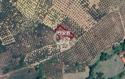 CB FOCUS'TAN MUDANYA / HALİLBEY 'DE SATILIK MÜSTAKİL ZEYTİNLİK