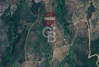 CB FOCUS'TAN MUDANYA / TALATBEY 'DE SATILIK MÜSTAKİL ZEYTİNLİK - 6 - 318107