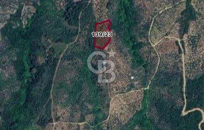 CB FOCUS'TAN MUDANYA / TALATBEY 'DE SATILIK MÜSTAKİL ZEYTİNLİK