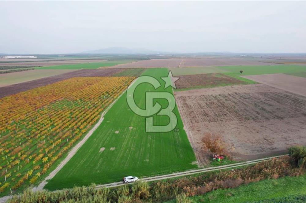 Akhisar Satılık  21.250 m2 Tarla