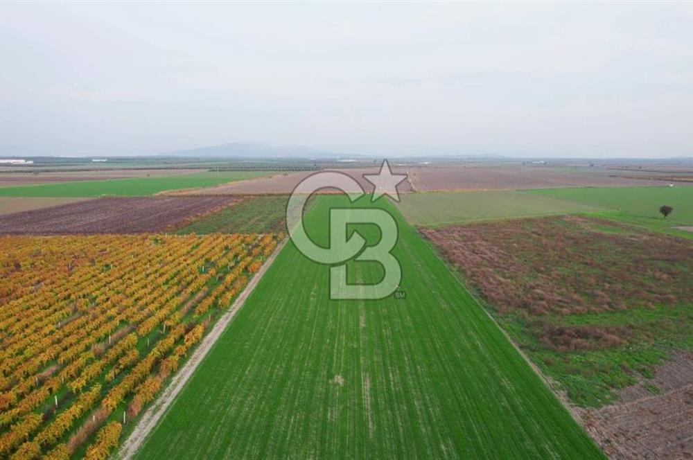 Akhisar Satılık  21.250 m2 Tarla