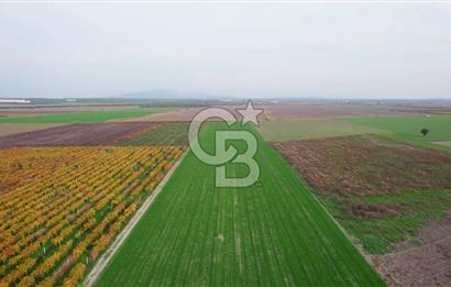 Akhisar Satılık  21.250 m2 Tarla