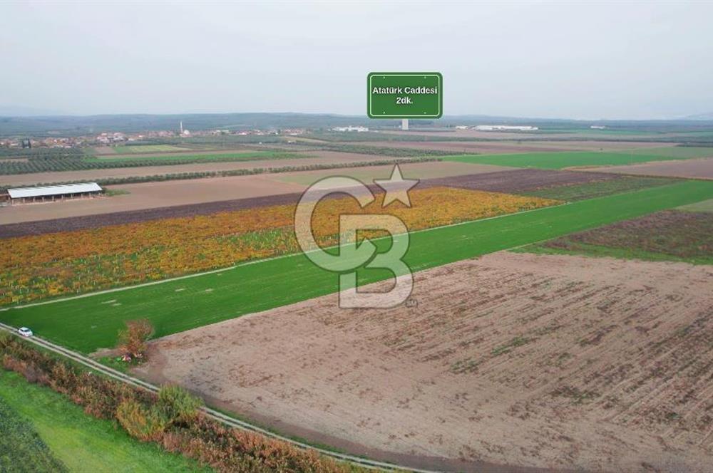 Akhisar Satılık  21.250 m2 Tarla