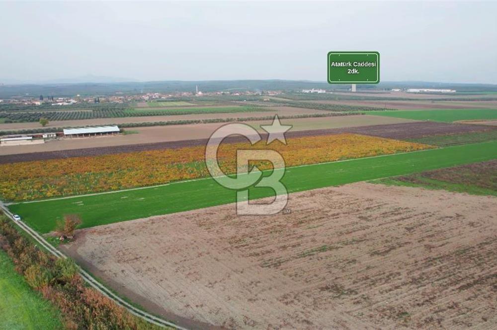 Akhisar Satılık  21.250 m2 Tarla