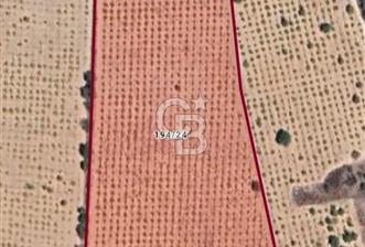 Denizli,Bekilli,Yeşiloba,Yenicesu'da üzüm bağı  - 1 - 318125