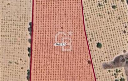 Denizli,Bekilli,Yeşiloba,Yenicesu'da üzüm bağı 