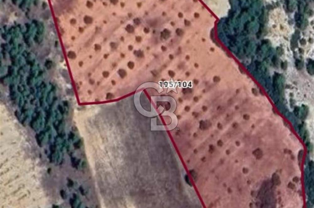 Denizli,Bekilli,Yeşiloba,Öküzini'nde tarla