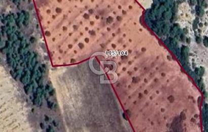 Denizli,Bekilli,Yeşiloba,Öküzini'nde tarla