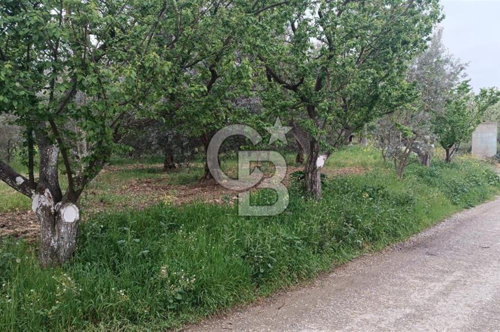 BURSA İZNİK ÇİÇEKLİ MAHALLESİ SATILIK ZEYTİNLİK HİSSESİ