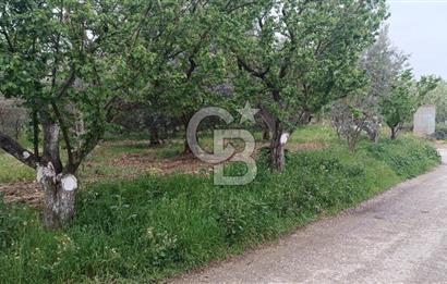 BURSA İZNİK ÇİÇEKLİ MAHALLESİ SATILIK ZEYTİNLİK HİSSESİ