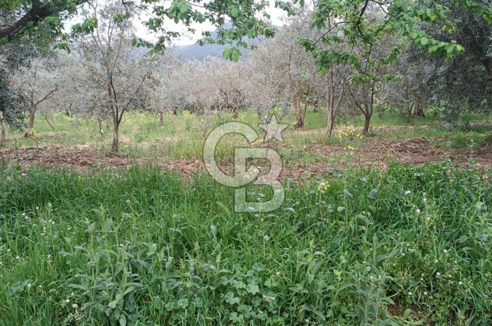 BURSA İZNİK ÇİÇEKLİ MAHALLESİ SATILIK ZEYTİNLİK HİSSESİ