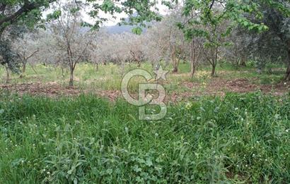 BURSA İZNİK ÇİÇEKLİ MAHALLESİ SATILIK ZEYTİNLİK HİSSESİ