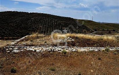 İzmir Seferihisar Çolak İbrahim Bey'de Satılık Arsa