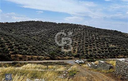 İzmir Seferihisar Çolak İbrahim Bey'de Satılık Arsa