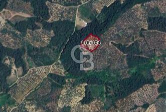 CB FOCUS'TAN MUDANYA HALİLBEY'DE SATILIK MÜSTAKİL ZEYTİNLİK - 1 - 318124