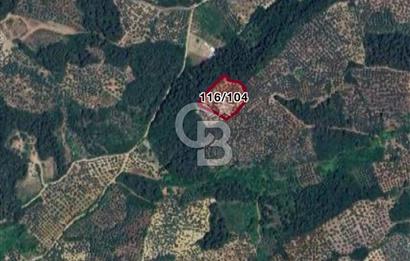 CB FOCUS'TAN MUDANYA HALİLBEY'DE SATILIK MÜSTAKİL ZEYTİNLİK