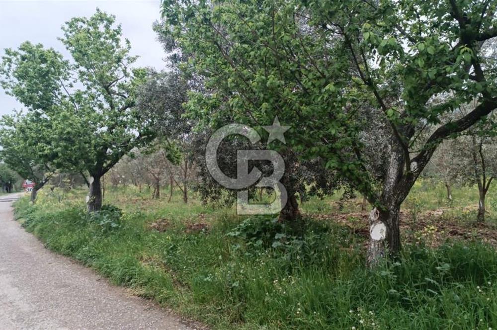 BURSA İZNİK ÇİÇEKLİ MAHALLESİ SATILIK ZEYTİNLİK HİSSESİ