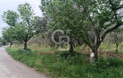 BURSA İZNİK ÇİÇEKLİ MAHALLESİ SATILIK ZEYTİNLİK HİSSESİ