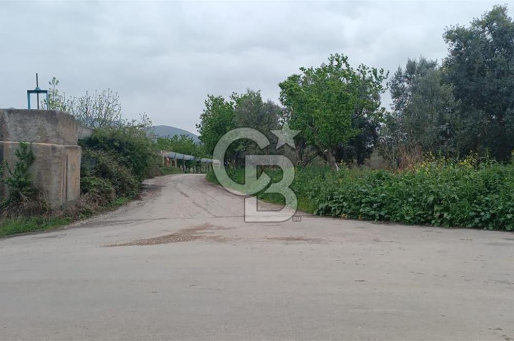 BURSA İZNİK ÇİÇEKLİ MAHALLESİ SATILIK ZEYTİNLİK HİSSESİ